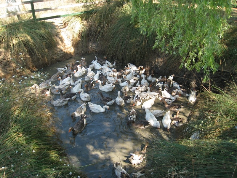 kazevi-kazyetistiriciligi-kazcilik