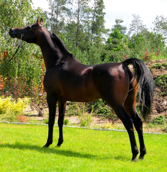safkan-arap-arab-at-horse-satilik-satlk