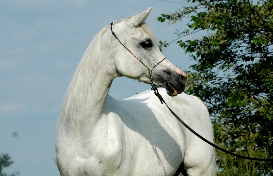 polonya-arap-arab-poland-horse-at-satilik-sale