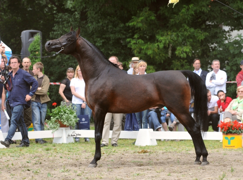 pura-breed-arab-arap-horse-poland-at-polonya